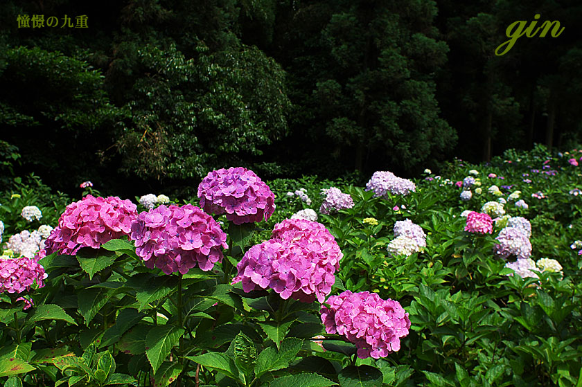 f0173067_86238.jpg