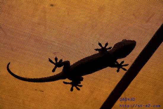 Gekko_a0002672_1524726.jpg