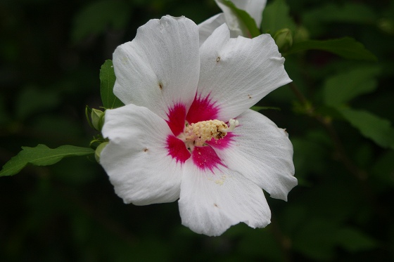 今日の花々（6/28）_b0115085_22145025.jpg