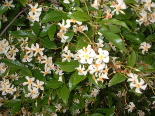 e0060485_02888.jpg