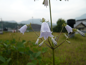 草屋根の風景 2008/6/28_e0066586_15511330.jpg