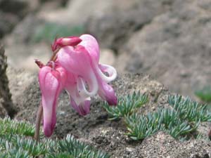 池ノ平湿原の花情報_e0120896_71221.jpg