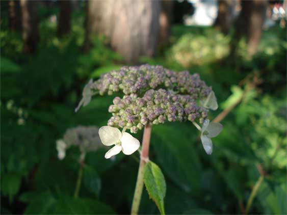 a0061599_8145057.jpg