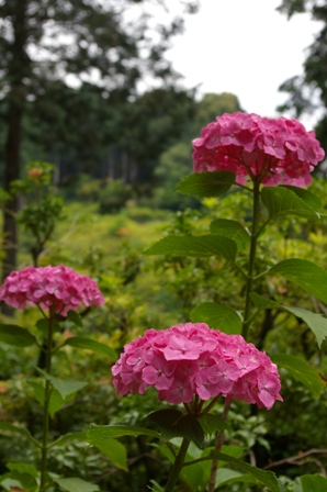 三室戸寺　その１_d0073418_1850326.jpg