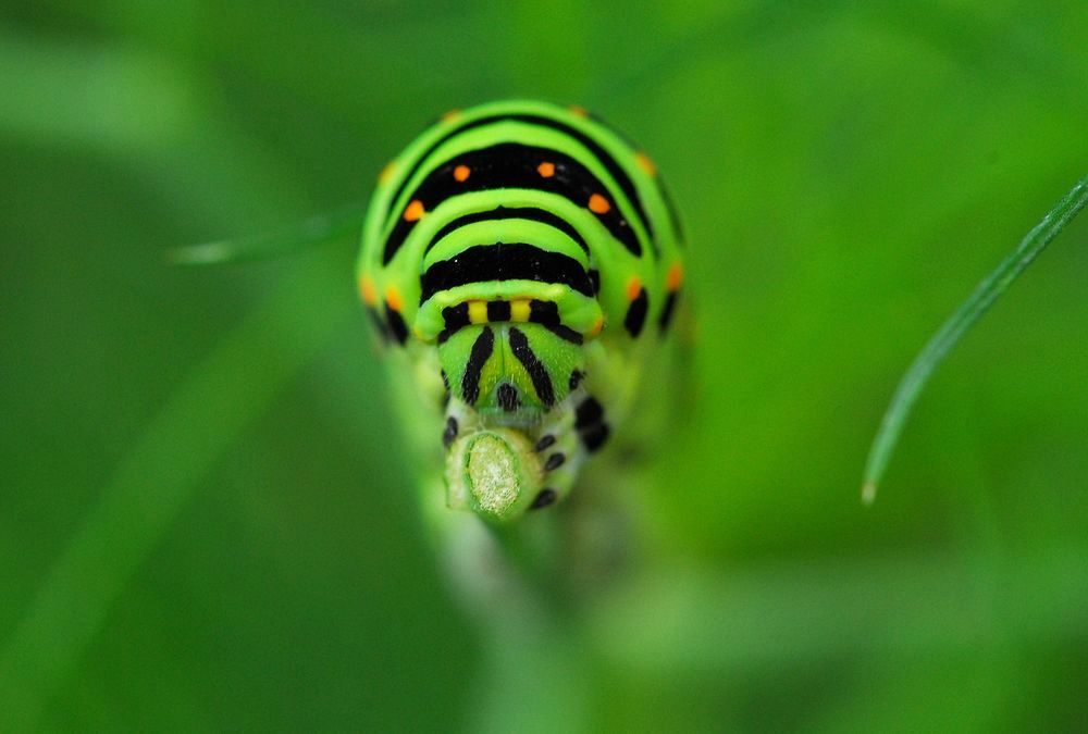 キアゲハ幼虫 私のデジタル写真眼