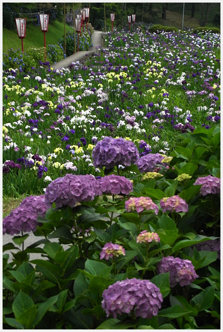 岡崎東公園にて　紫陽花_e0077631_18375994.jpg