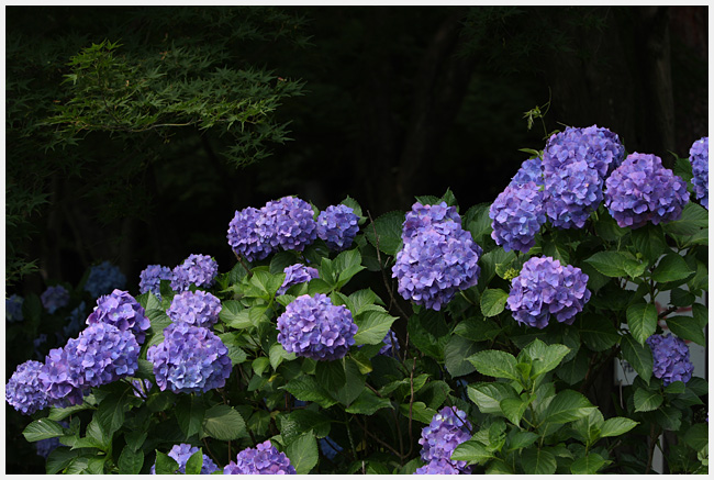 岡崎東公園にて　紫陽花_e0077631_18382461.jpg