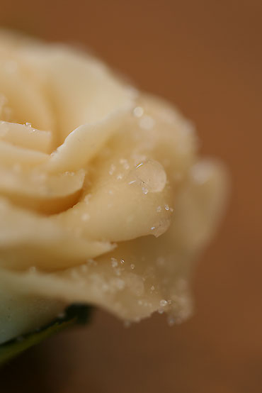 chocolate rose_b0123934_5572234.jpg