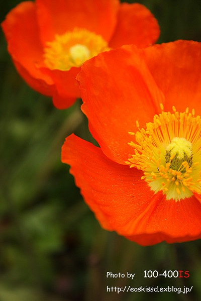 《花》　ポピー3　50mm+EF12（川口グリーンセンター）_c0080036_22495871.jpg