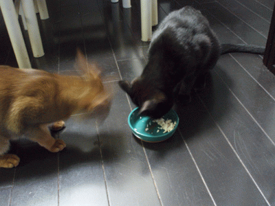 c0132438_23541314.gif