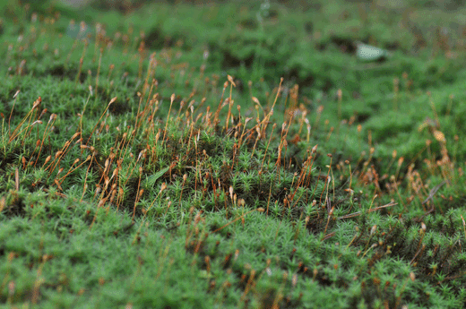 c0093046_725105.gif