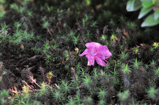 c0093046_7255512.gif