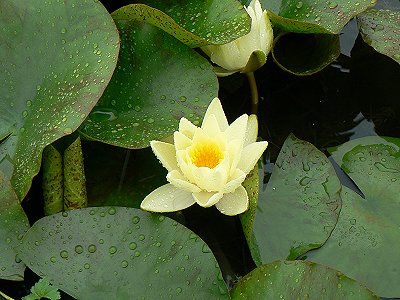 雨もまた良し?井戸尻遺跡ウォーク_f0019247_20503726.jpg
