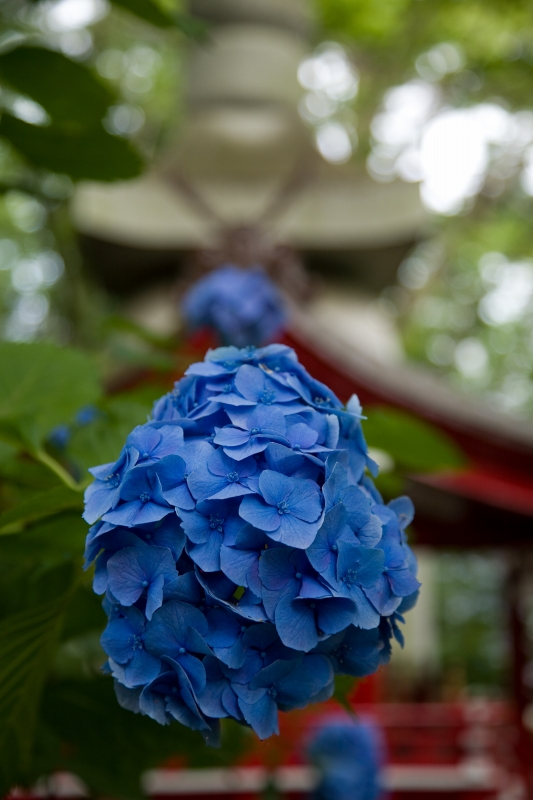 高幡不動尊金剛寺の紫陽花２_c0115948_1916040.jpg