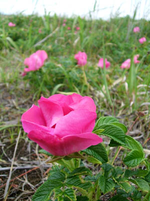 c0097856_17443426.jpg