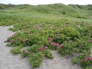 濤沸湖畔・花巡り_e0004756_1251059.jpg