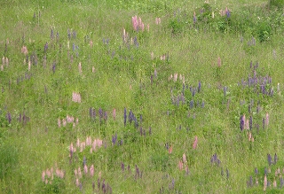 濤沸湖畔・花巡り_e0004756_1362680.jpg