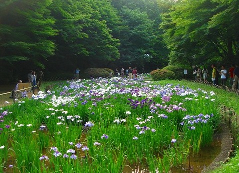 ＜200８年６月１５日＞「明治神宮」：都心どまん中の菖蒲園_c0119160_9323422.jpg