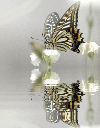 d0012963_10161363.gif