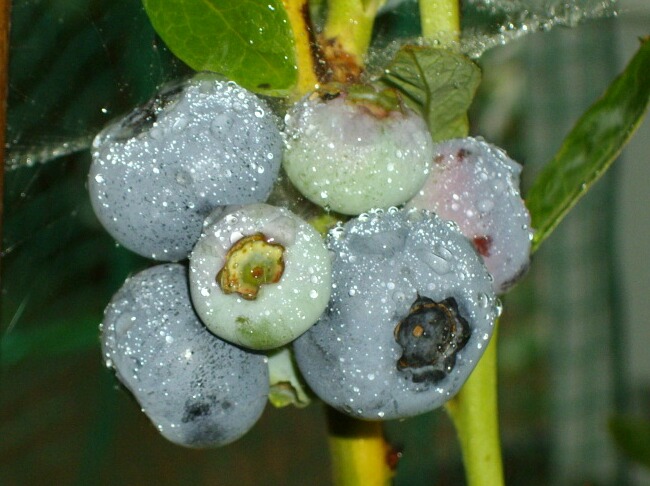 f0018078_9325982.jpg