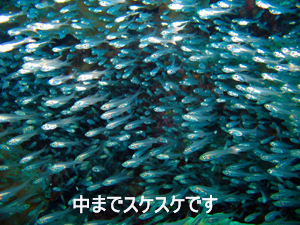 これぞダイビング日和!_f0144385_12193262.jpg
