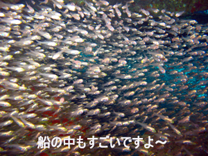 これぞダイビング日和!_f0144385_12202317.jpg