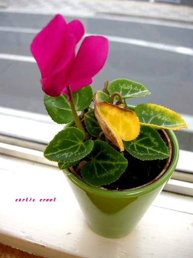 Cyclamen_c0136486_112182.jpg