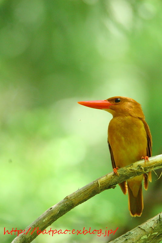 第1回IG鳥部　野鳥探索会（アカショウビン偏）_f0158186_21515355.jpg