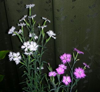 d0153294_10403399.jpg