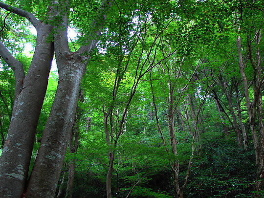 山のつり橋・・・高尾山_b0066502_2034635.jpg