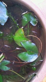 f0144003_8372294.jpg