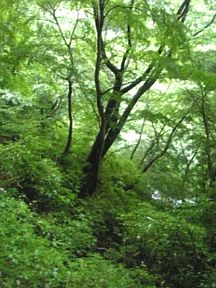 c0084506_11122330.jpg