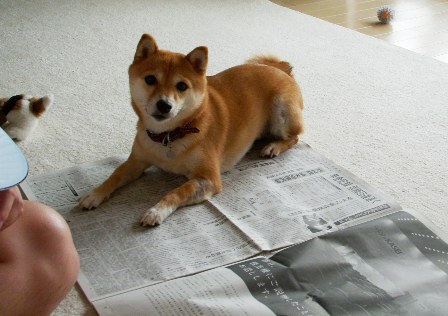新聞と足が好き！_f0004309_22152596.jpg