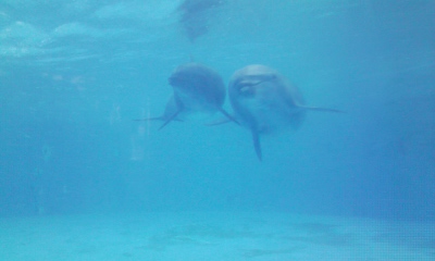 Dolphin_f0168511_10385815.jpg