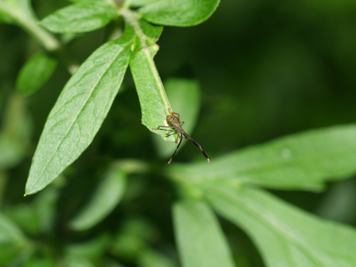 何カメムシの幼虫？_c0116915_23351353.jpg