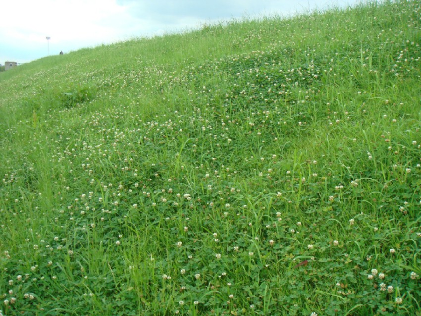 c0000718_11383781.jpg