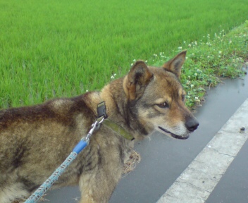 今朝のらら ～ 雨の中でもお散歩が大好き_d0015124_921949.jpg