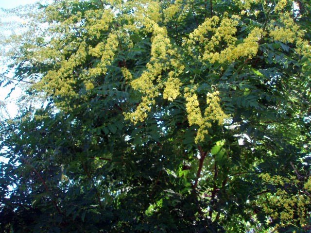e0059726_3325133.jpg