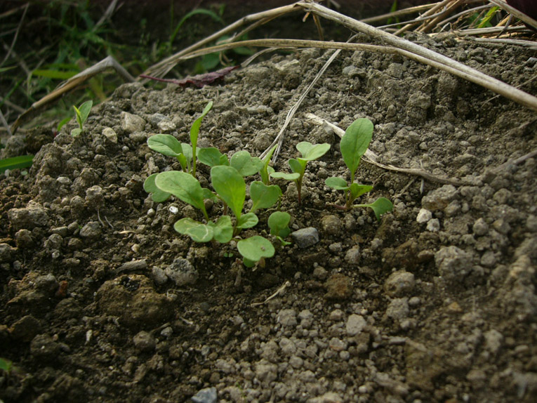 f0124729_1820164.jpg