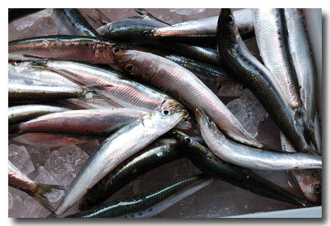オイルサーディン 自家製レシピ ウマッ オイルはパスタやパンに 魚屋三代目日記 オイルサーディン 自家製レシピ ウマッ オイルはパスタやパンに 魚屋三代目日記