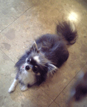 f0159844_491428.gif