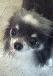 f0159844_492967.gif