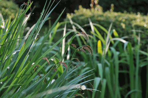 c0093046_733326.gif