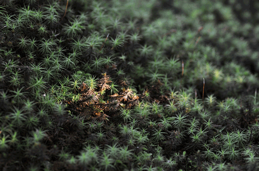 c0093046_73556.gif
