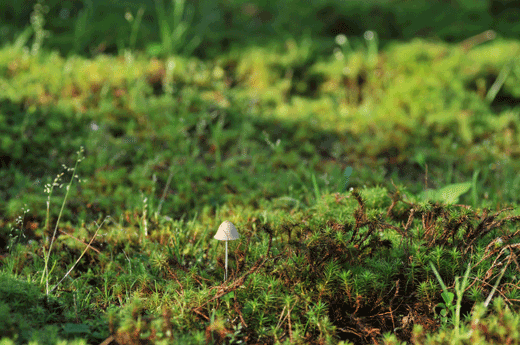 c0093046_741925.gif