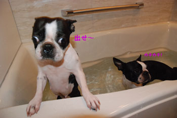 bath time_c0036949_9482887.jpg