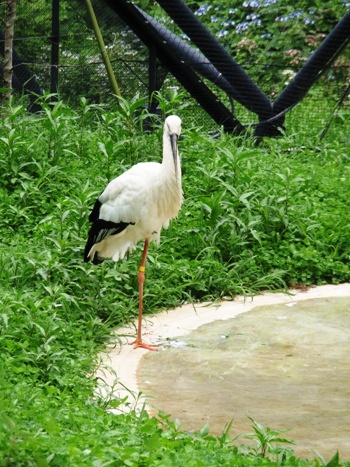 孫は動物園が好き_d0075453_1444848.jpg