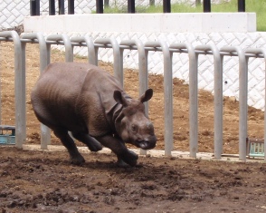 孫は動物園が好き_d0075453_1494210.jpg