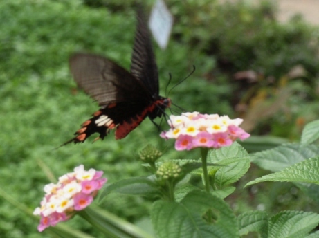 孫は動物園が好き_d0075453_22146.jpg