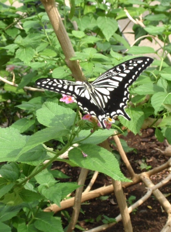 孫は動物園が好き_d0075453_26830.jpg